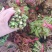本合作社香椿芽大量上市了