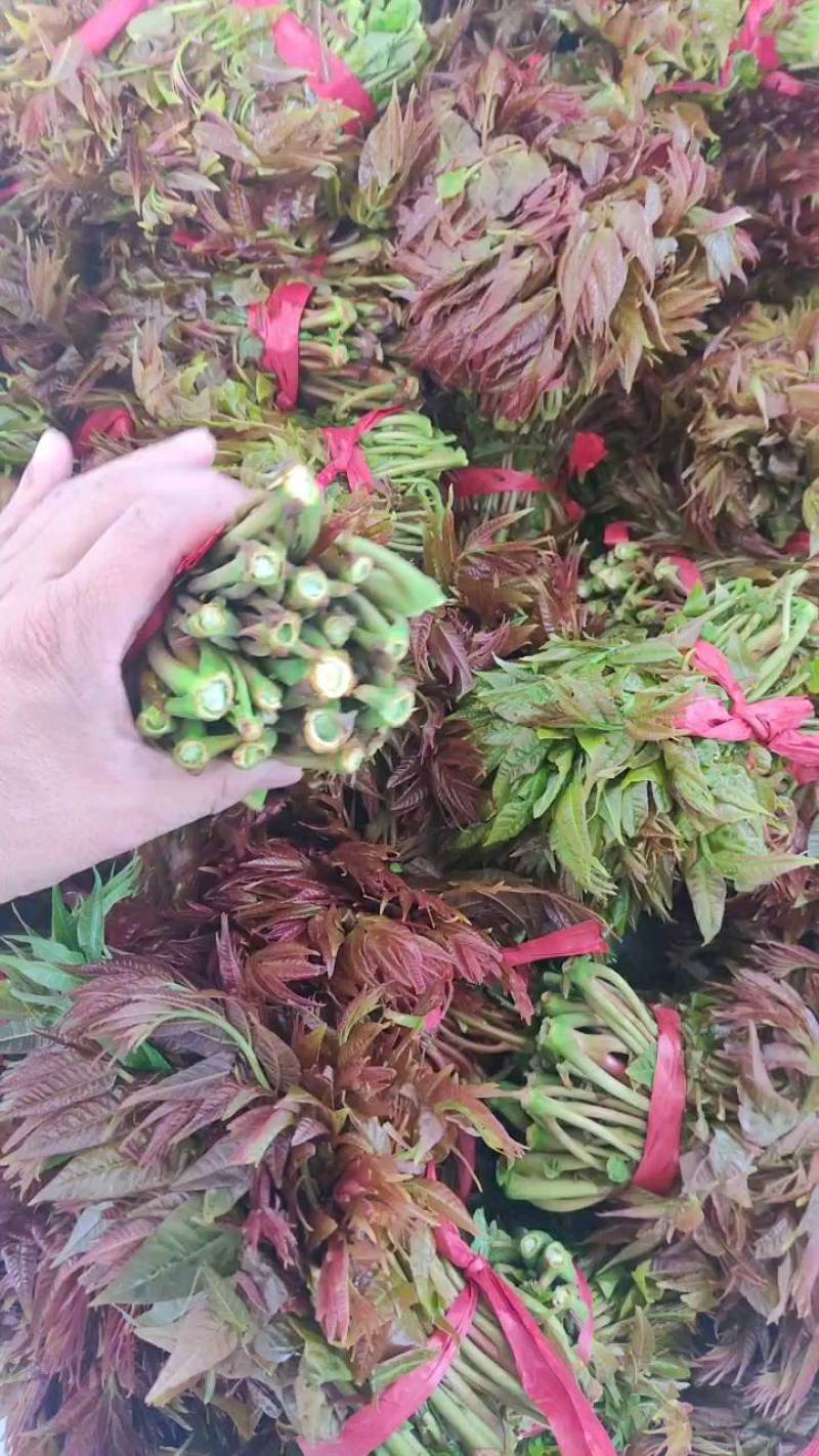 本合作社香椿芽大量上市了