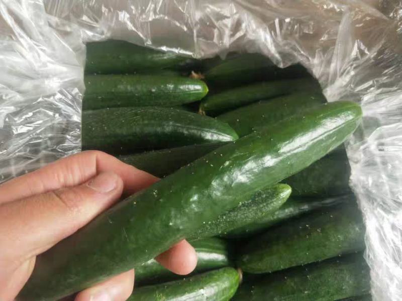 徐州新沂精品嫁接油皮黄瓜蔬菜产地直供代办