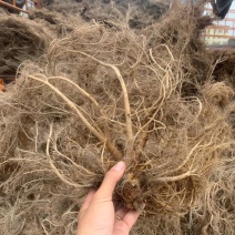 白花牛奶根，白花牛奶根批发