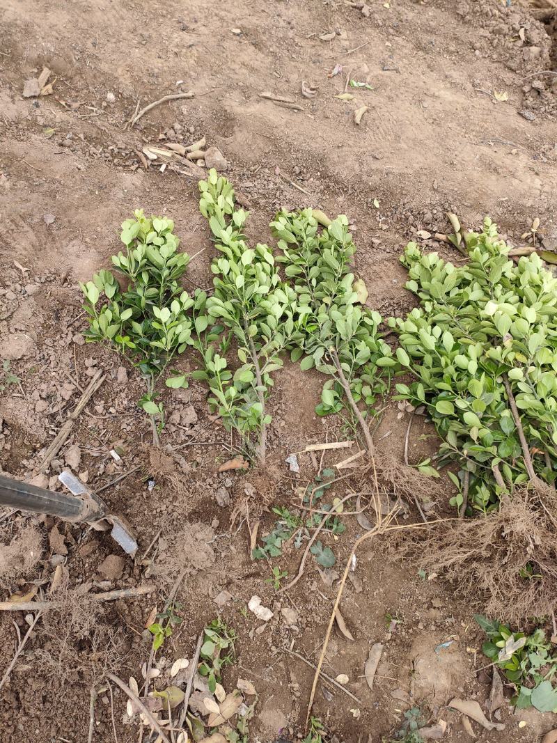 大叶黄杨50cm-60冠幅30