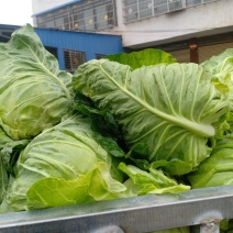 我们经营牛心甘兰大量