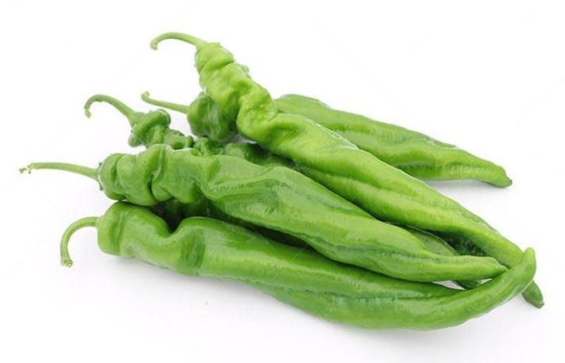 小米辣辣椒苗山东朝天椒苗，菜椒苗，线椒苗包回收