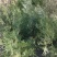 龙柏苗基地批发40-50公分龙柏苗侧柏苗