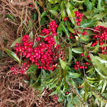 中药根茎类，朱砂根，，，