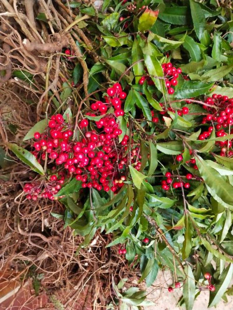 中药根茎类，朱砂根，，，