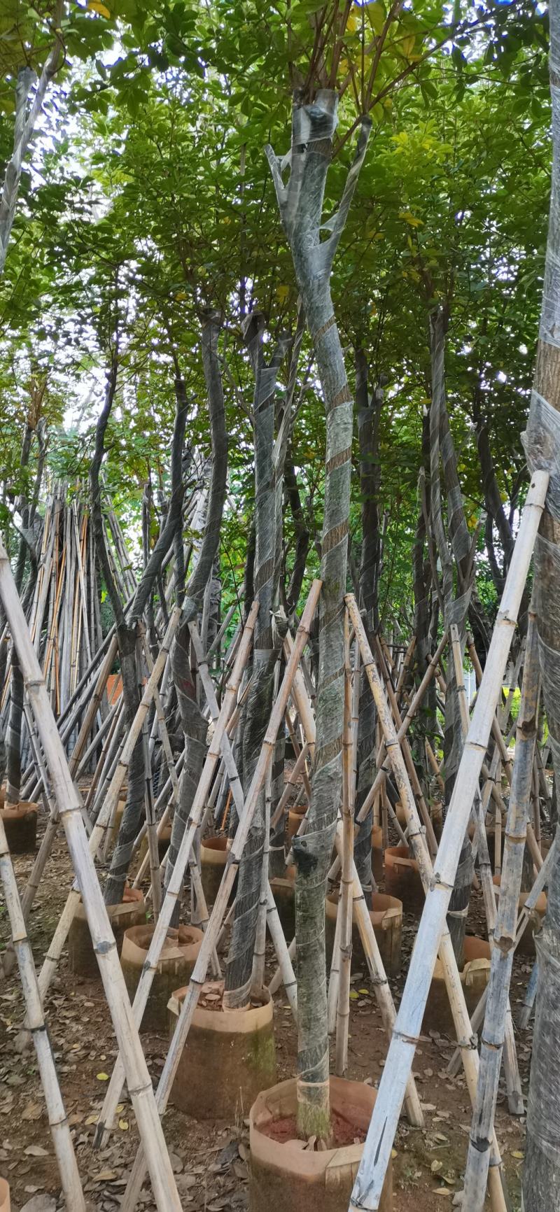 黄花风铃木、黄金风铃木、巴西风铃木绿化行道树