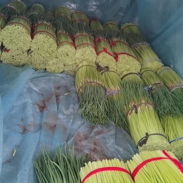 中牟蒜苔，红帽蒜苔，新鲜蔬菜，