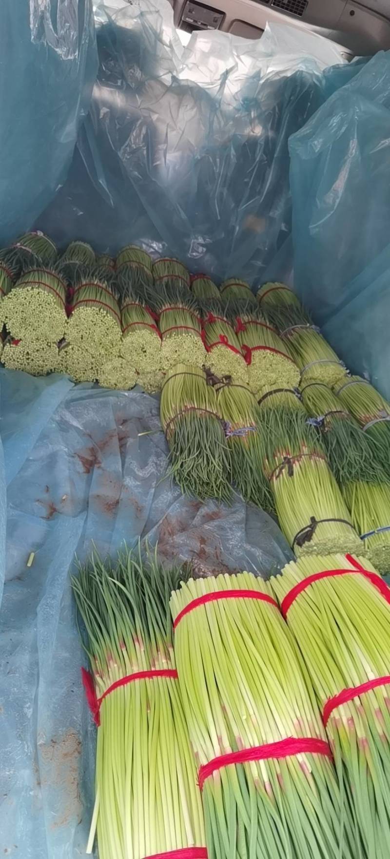 中牟蒜苔，红帽蒜苔，新鲜蔬菜，