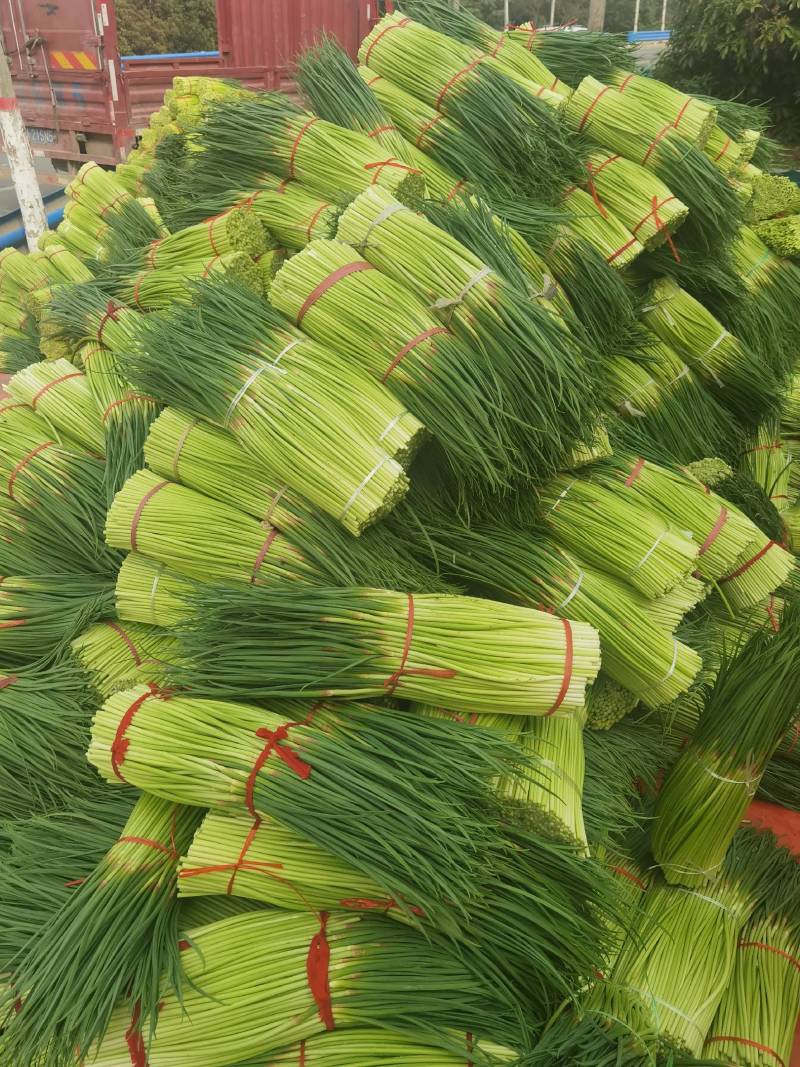 中牟蒜苔，红帽蒜苔，新鲜蔬菜，