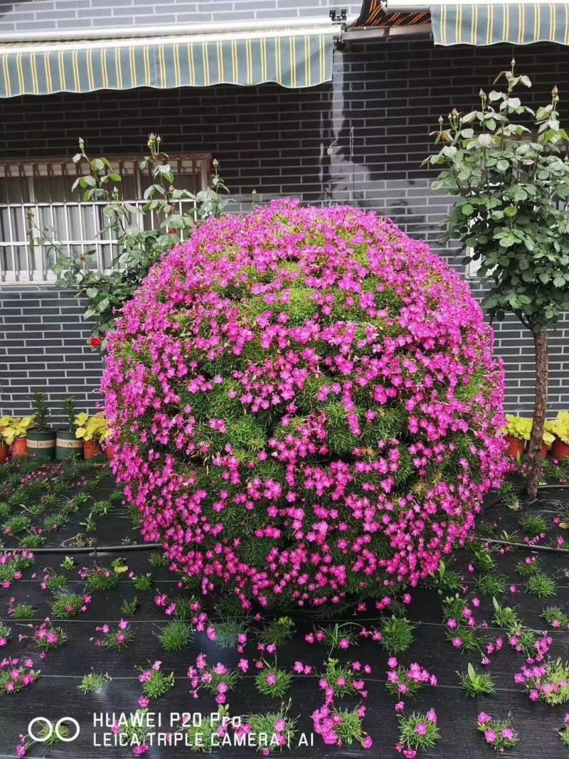 山东青州丛生福禄考五种颜色芝樱基地丛生福禄考基地