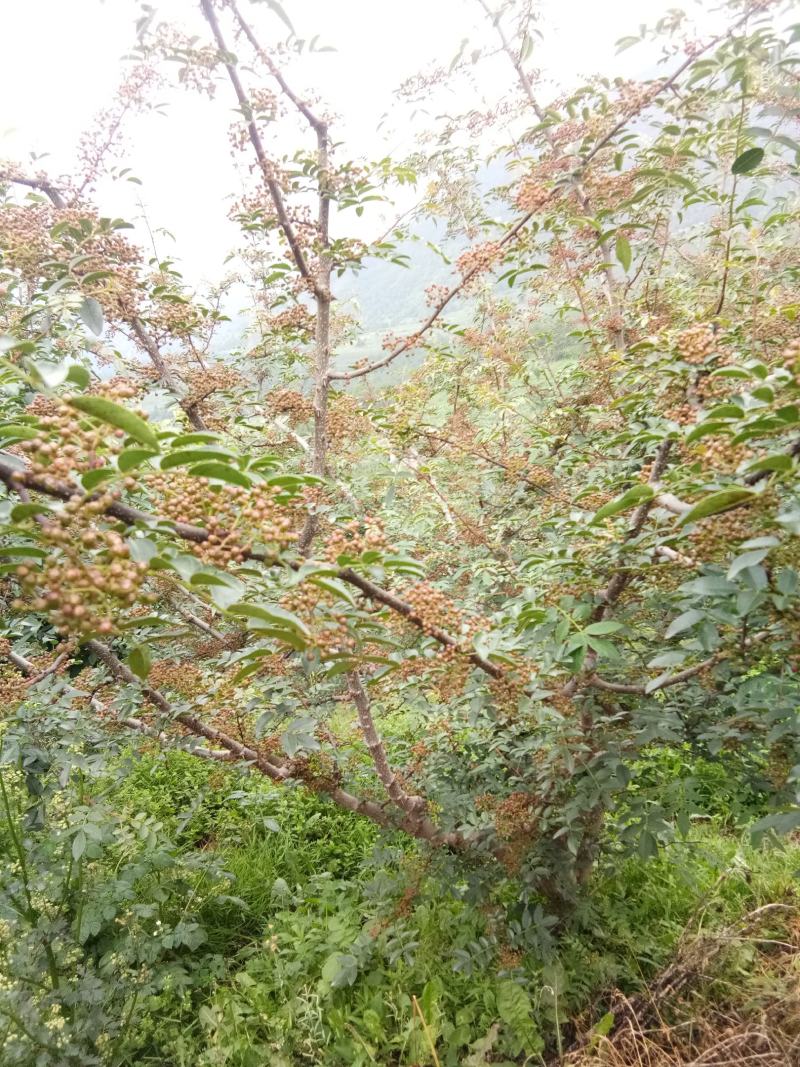 汉源贡椒，有2000多年的上贡历史！汉源花椒麻味浓。