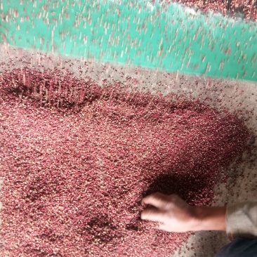 汉源贡椒，有2000多年的上贡历史！汉源花椒麻味浓。