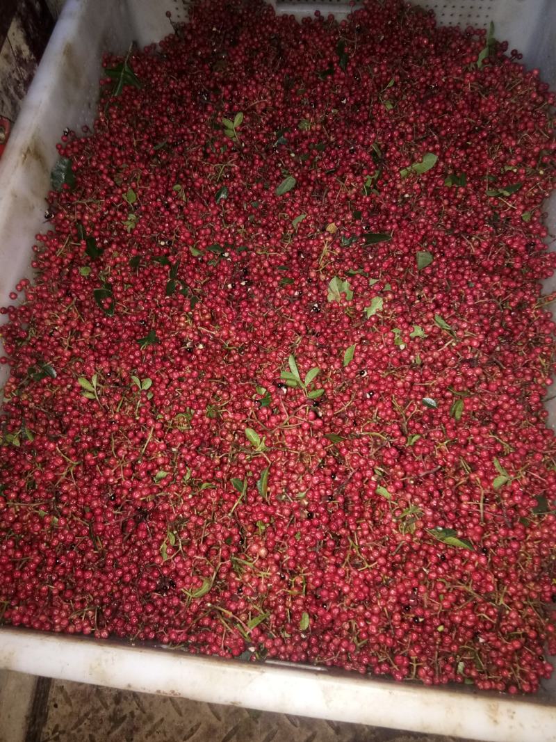 汉源贡椒，有2000多年的上贡历史！汉源花椒麻味浓。