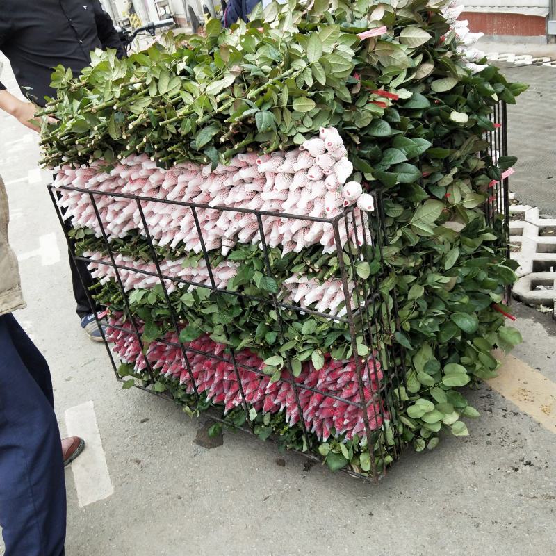 广州慧卉花艺园专业批发批发各种品种颜色的玫瑰花切花玫瑰