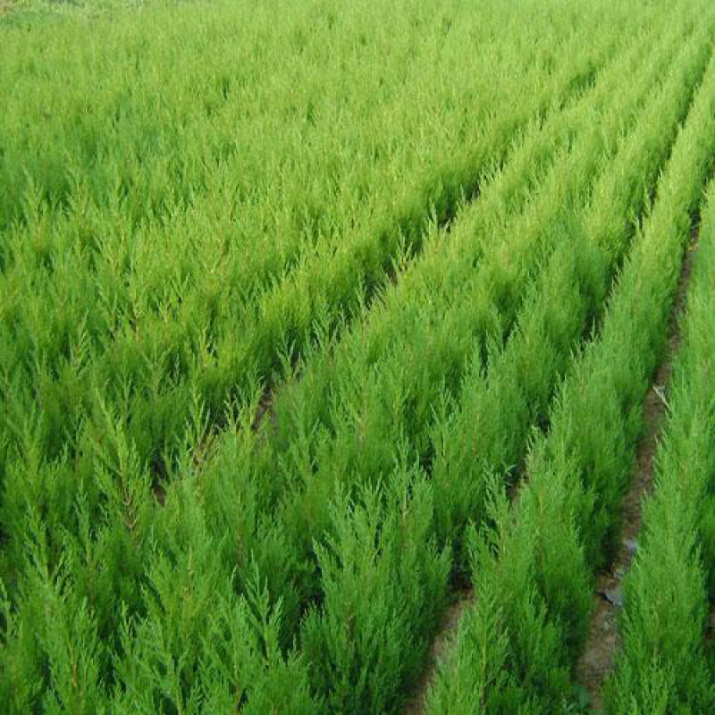 蜀桧江苏蜀桧基地直销量大优惠