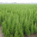 蜀桧江苏蜀桧基地直销量大优惠