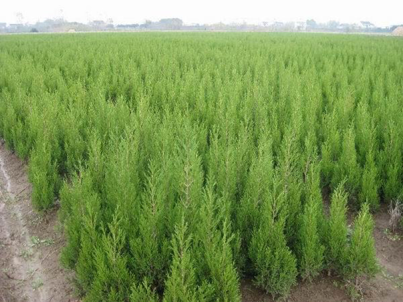 蜀桧江苏蜀桧基地直销量大优惠