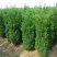 蜀桧江苏蜀桧基地直销量大优惠