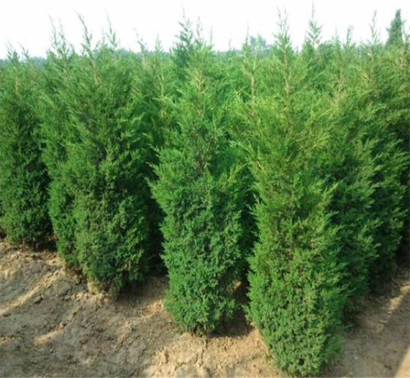 蜀桧江苏蜀桧基地直销量大优惠