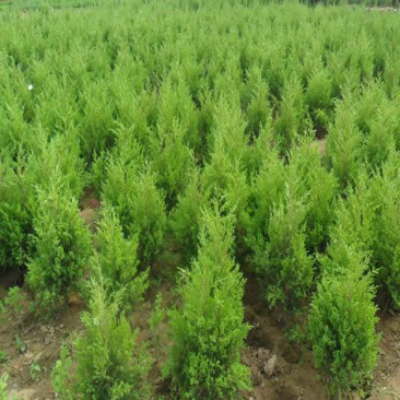 蜀桧江苏蜀桧基地直销量大优惠