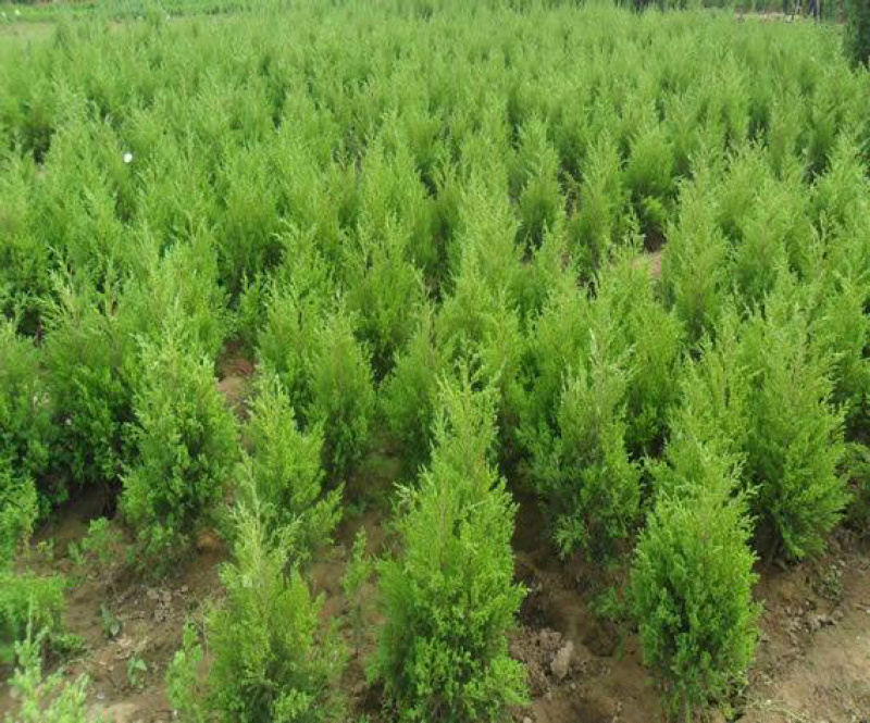 蜀桧江苏蜀桧基地直销量大优惠