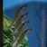 港洋彩盒国产虾40-50大虾🦐