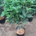 桂花树苗盆栽地栽四季植物矮株四季开花室外好养的花卉浓香型