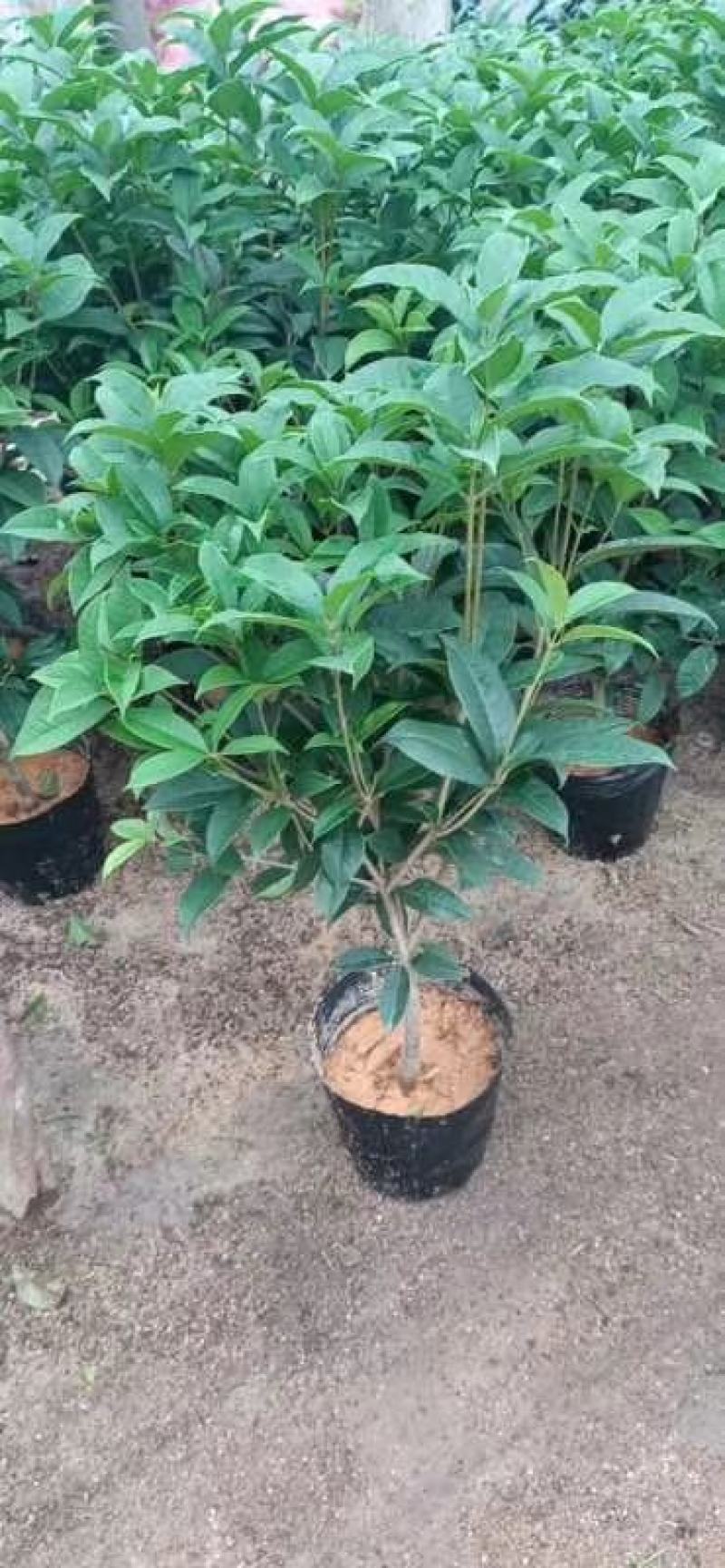 桂花树苗盆栽地栽四季植物矮株四季开花室外好养的花卉浓香型