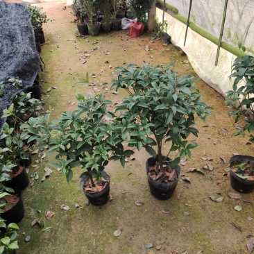 桂花树苗盆栽地栽四季植物矮株四季开花室外好养的花卉浓香型