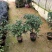 桂花树苗盆栽地栽四季植物矮株四季开花室外好养的花卉浓香型