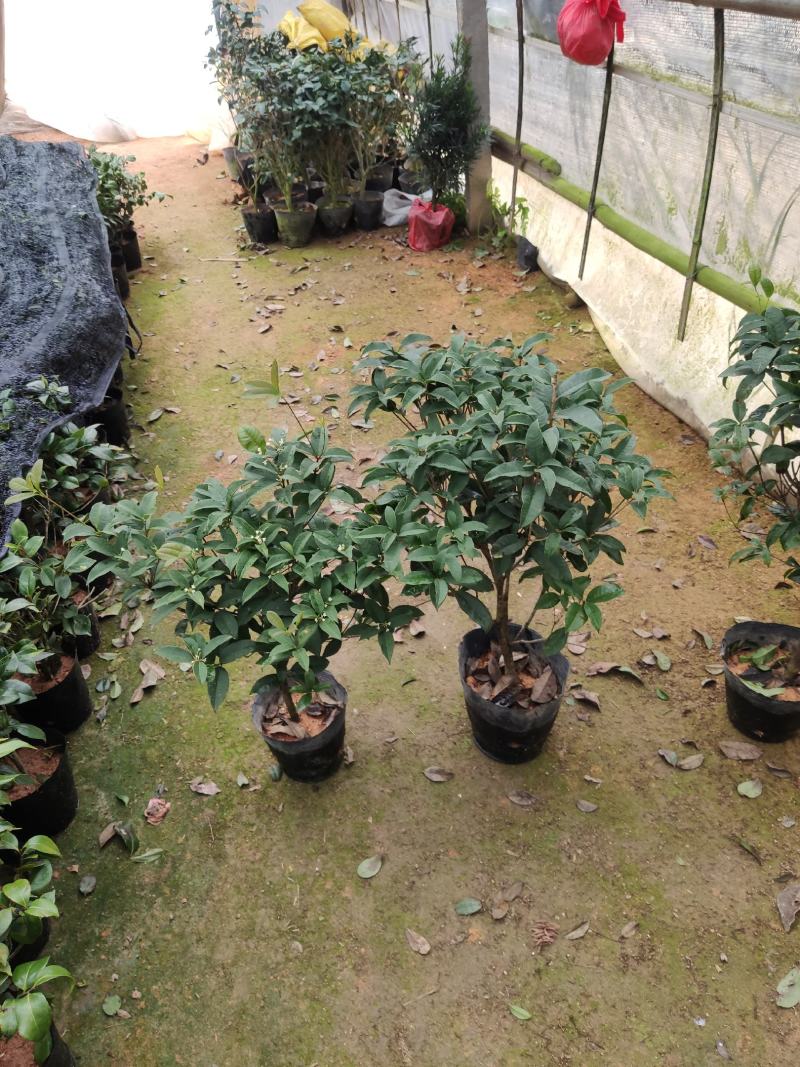 桂花树苗盆栽地栽四季植物矮株四季开花室外好养的花卉浓香型