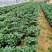 桂花树苗盆栽地栽四季植物矮株四季开花室外好养的花卉浓香型