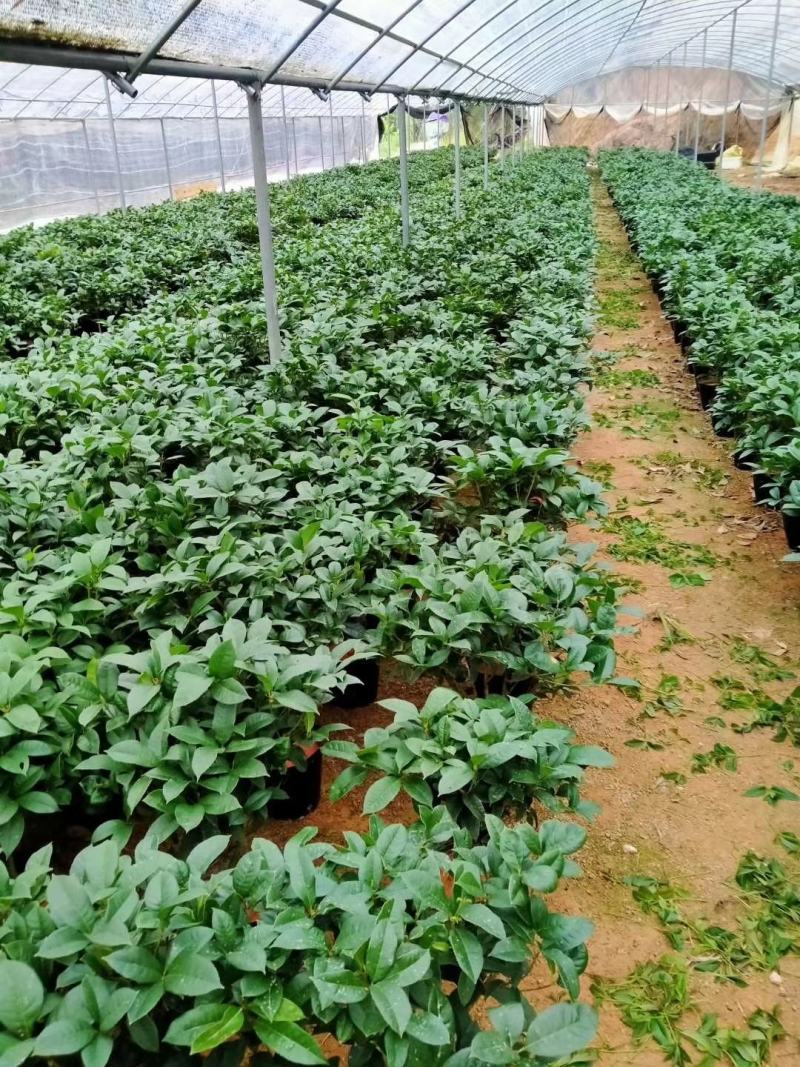 桂花树苗盆栽地栽四季植物矮株四季开花室外好养的花卉浓香型