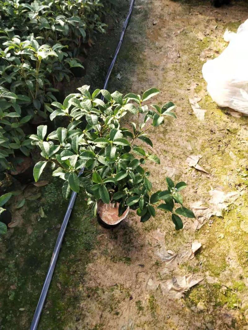 桂花树苗盆栽地栽四季植物矮株四季开花室外好养的花卉浓香型