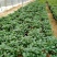 桂花树苗盆栽地栽四季植物矮株四季开花室外好养的花卉浓香型