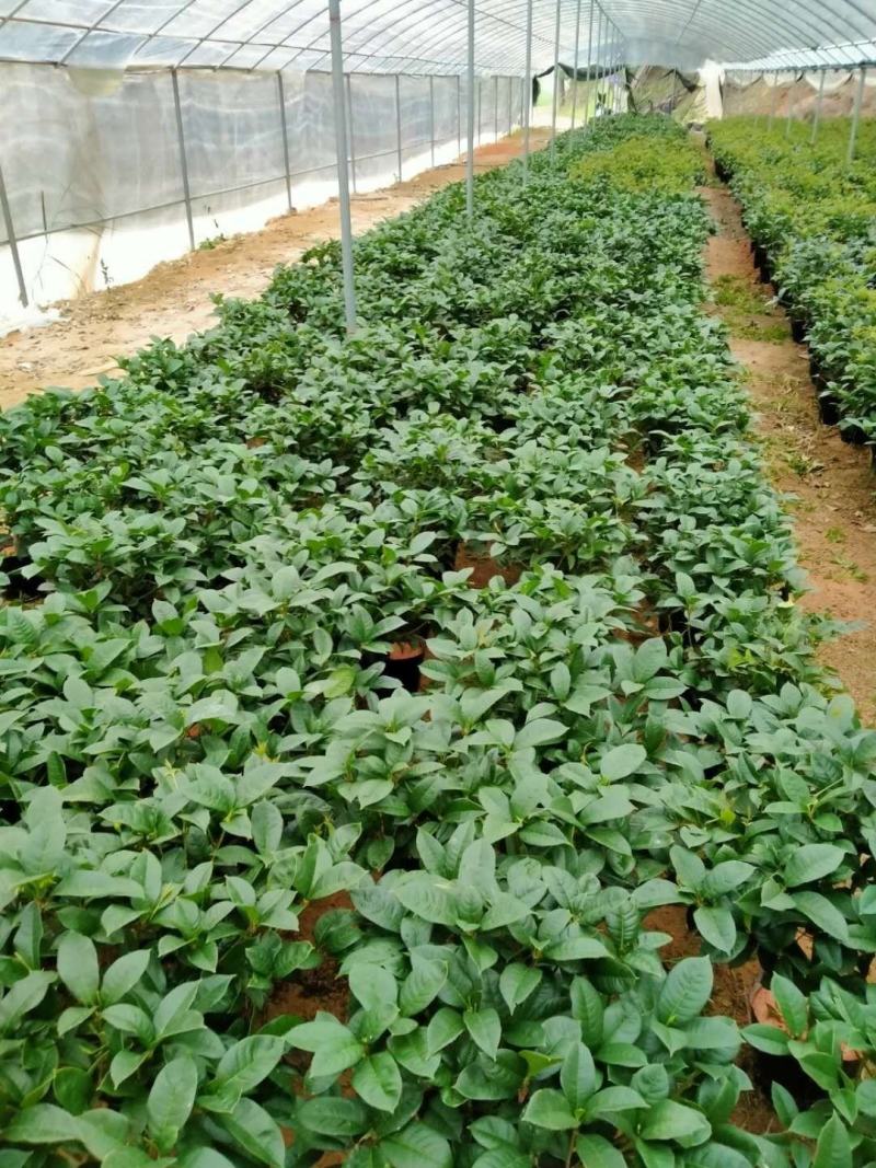 桂花树苗盆栽地栽四季植物矮株四季开花室外好养的花卉浓香型