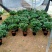 桂花树苗盆栽地栽四季植物矮株四季开花室外好养的花卉浓香型
