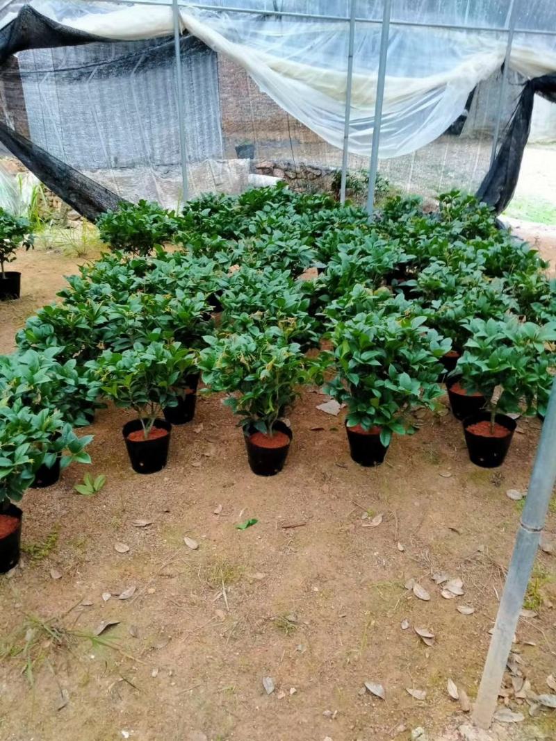 桂花树苗盆栽地栽四季植物矮株四季开花室外好养的花卉浓香型