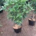 桂花树苗盆栽地栽四季植物矮株四季开花室外好养的花卉浓香型