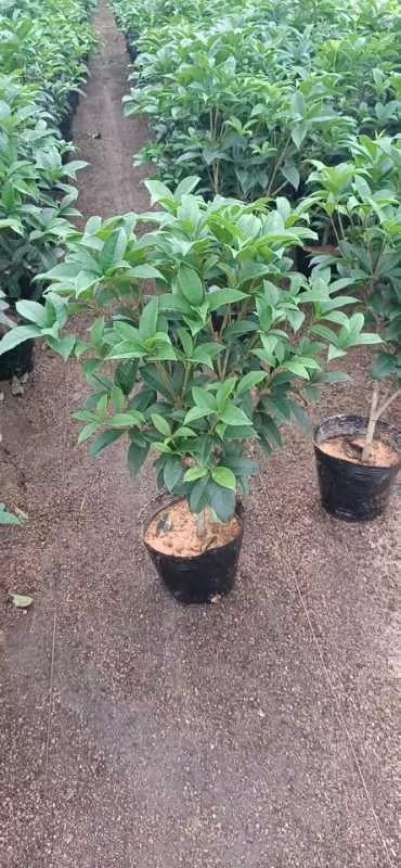 桂花树苗盆栽地栽四季植物矮株四季开花室外好养的花卉浓香型