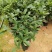 桂花树苗盆栽地栽四季植物矮株四季开花室外好养的花卉浓香型