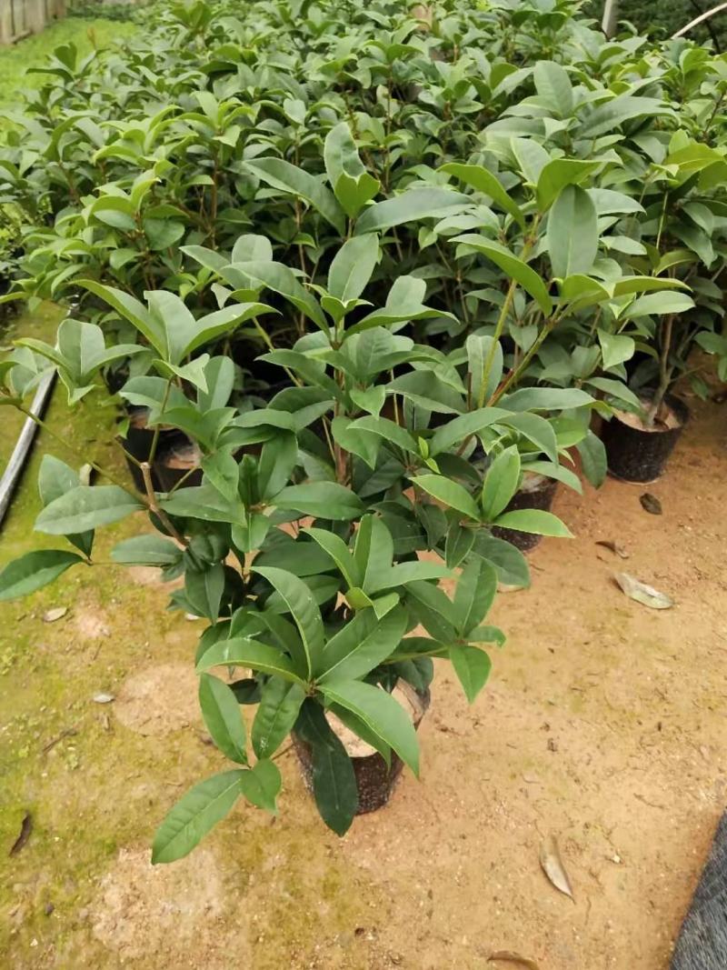 桂花树苗盆栽地栽四季植物矮株四季开花室外好养的花卉浓香型