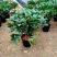 桂花树苗盆栽地栽四季植物矮株四季开花室外好养的花卉浓香型