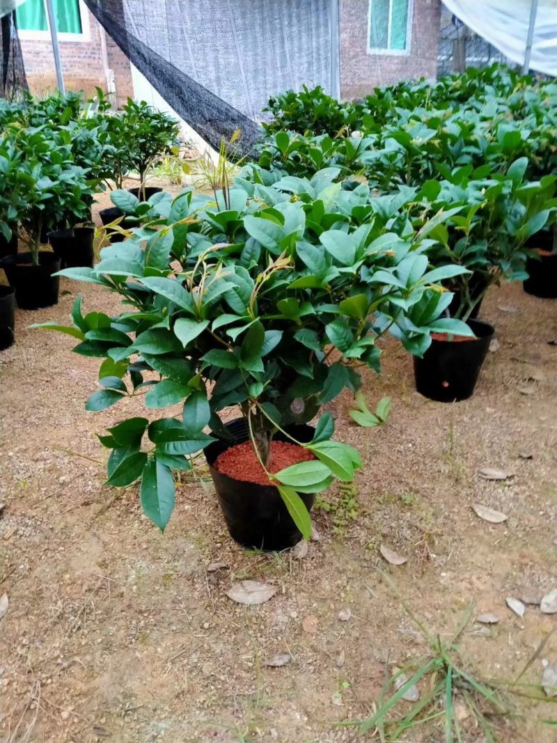 桂花树苗盆栽地栽四季植物矮株四季开花室外好养的花卉浓香型