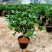 桂花树苗盆栽地栽四季植物矮株四季开花室外好养的花卉浓香型