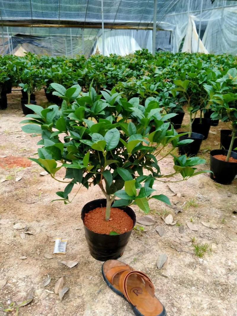 桂花树苗盆栽地栽四季植物矮株四季开花室外好养的花卉浓香型