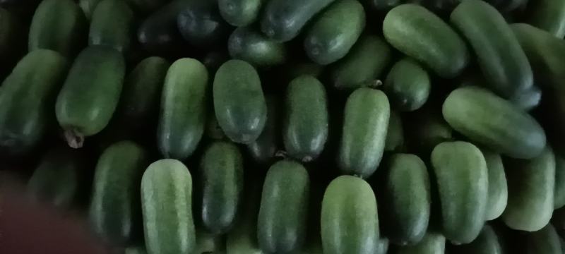 山东省青州市优质精品冬瓜