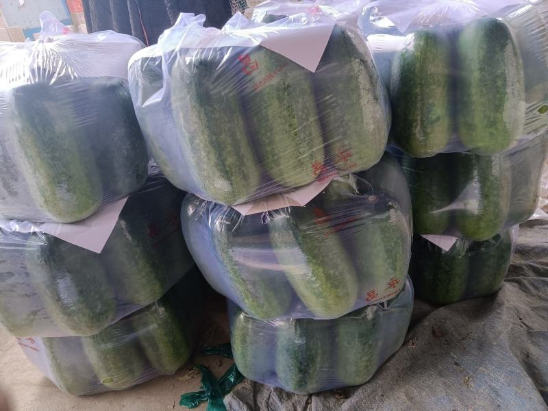 山东省青州市优质精品冬瓜