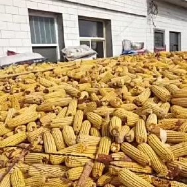 干玉米粒，，，，，，，，
